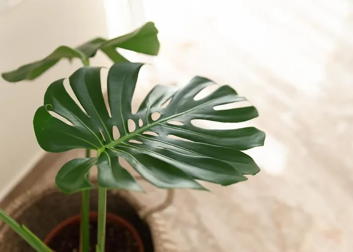 Apartment Dream Casa By The Sea By 8essentially